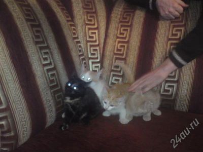 Лот: 214244. Фото: 1. Дружелюбные,воспитанные котята... Остальные животные