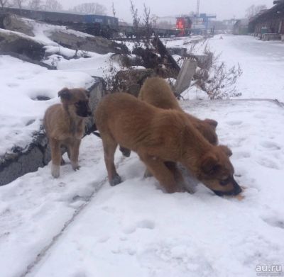 Лот: 8522387. Фото: 1. Щенки дворняги 2-3 месяца. Собаки, щенки