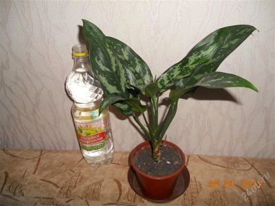 Лот: 1511654. Фото: 1. Аглаонема Мария. Горшечные растения и комнатные цветы