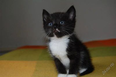 Лот: 1844322. Фото: 1. Черный котенок в белых перчатках... Кошки, котята