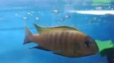 Лот: 17912945. Фото: 1. Псевдотрофеус трофеопс (Pseudotropheus... Рыбки