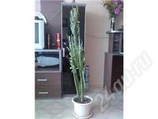 Лот: 500874. Фото: 1. Мексиканец 140 см с рубля! =). Горшечные растения и комнатные цветы