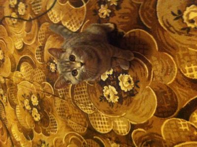 Лот: 3487855. Фото: 1. продажа шотландских котят. Кошки, котята