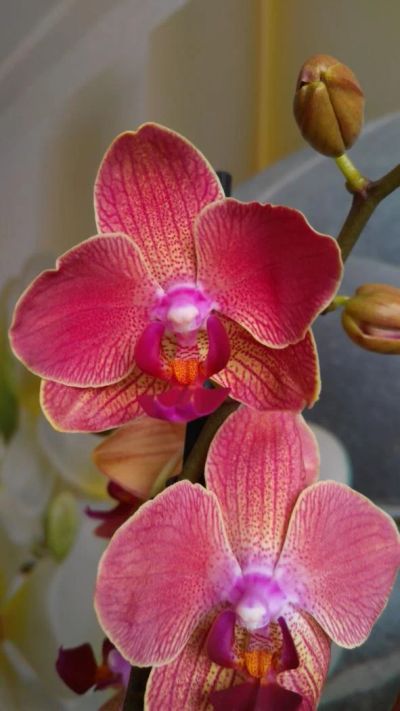 Лот: 9039602. Фото: 1. Орхидея Фаленопсис оранж. Горшечные растения и комнатные цветы