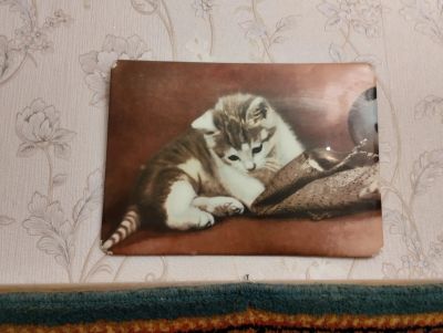 Лот: 23291647. Фото: 1. Картина СССР котенок. Картины, гравюры