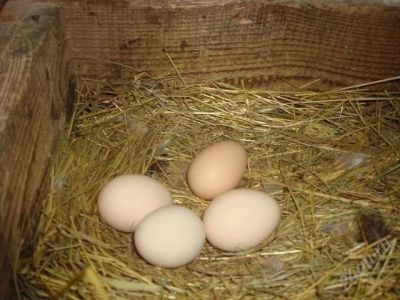 Лот: 1804496. Фото: 1. Домашние куриные яйца!. Икра, рыба, морепродукты