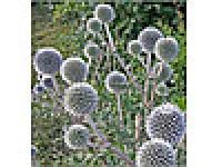 Лот: 9148529. Фото: 1. Мордовник шароголовый. Пчеловодство