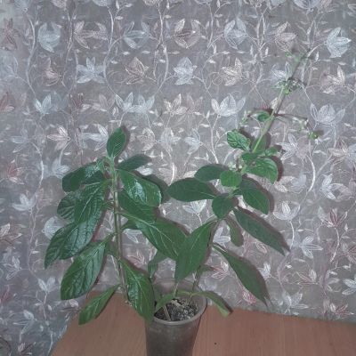 Лот: 24675045. Фото: 1. клеродендрум угандийский, голубые... Горшечные растения и комнатные цветы