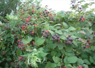 Лот: 25438458. Фото: 1. Малина черная Кумберленд. Ягоды