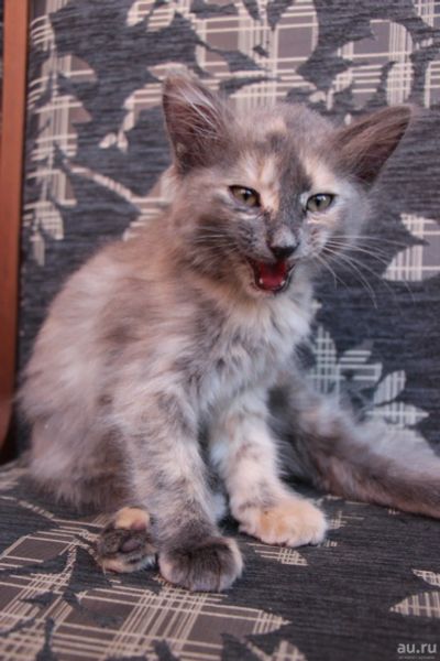 Лот: 13877621. Фото: 1. Отдам красивую кошечку. Кошки, котята