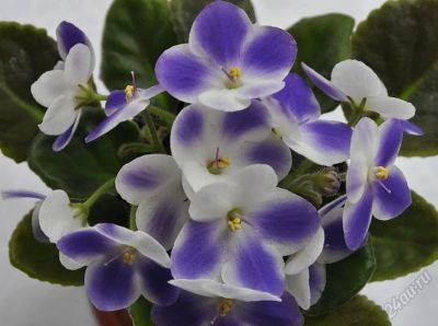 Лот: 2588942. Фото: 1. Детка фиалки сорта "Valeska blue... Горшечные растения и комнатные цветы