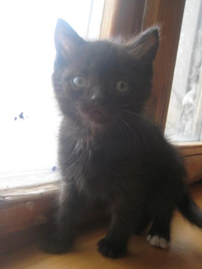 Лот: 5262809. Фото: 1. Отдам котёнка. Чёрный в белых... Кошки, котята