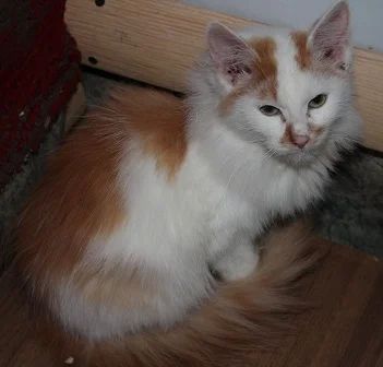Лот: 3477508. Фото: 1. Рыжая бестия! Котенок несущий... Кошки, котята