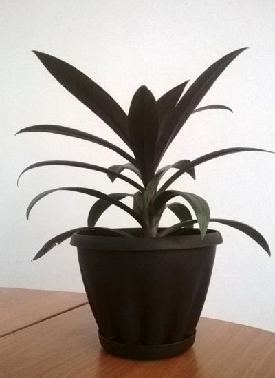 Лот: 5390101. Фото: 1. Горшок маленький, с поддоном... Кашпо, горшки, вазоны для цветов