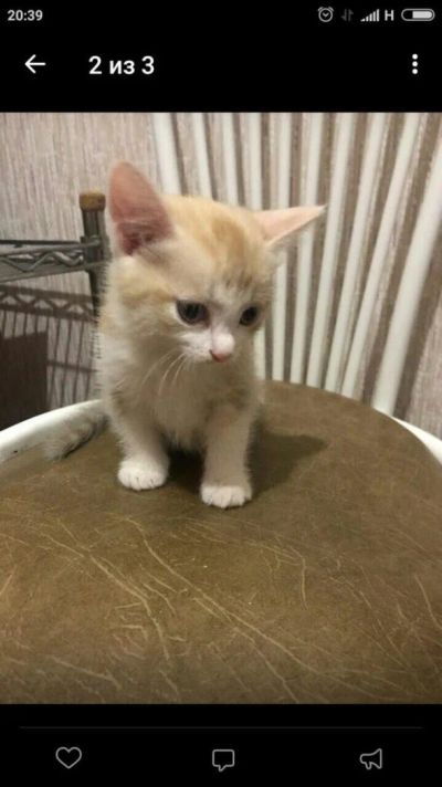 Лот: 10683958. Фото: 1. Котенок мальчик одуванчик 1 месяц. Кошки, котята