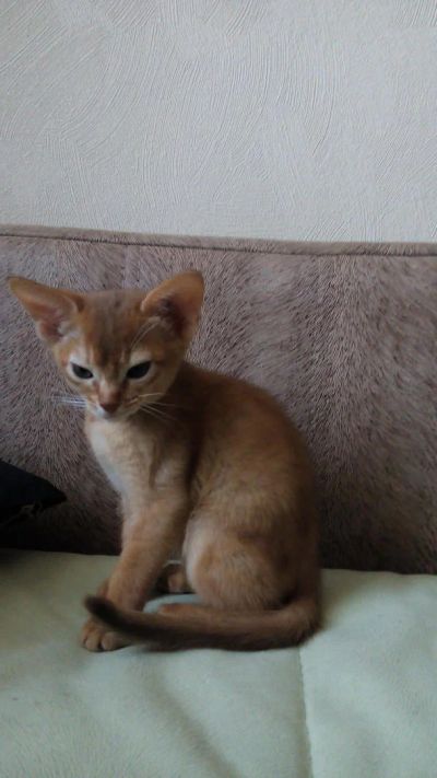 Лот: 4226541. Фото: 1. Абиссинский котёнок - через сутки... Кошки, котята