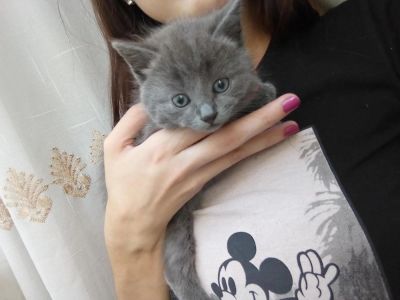 Лот: 10116624. Фото: 1. Отдам котят бесплатно). Кошки, котята