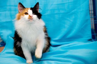 Лот: 6739848. Фото: 1. Кошечка Катя!. Кошки, котята