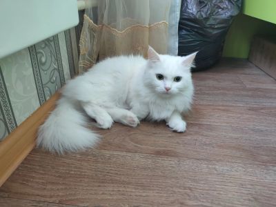Лот: 18010465. Фото: 1. Кошка. Кошки, котята