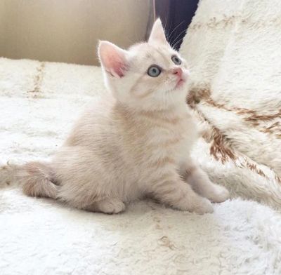 Лот: 7012119. Фото: 1. Шотландский прямоухий мальчик... Кошки, котята