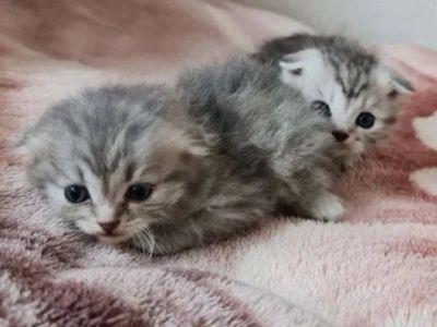 Лот: 17596023. Фото: 1. Шотландские котодетки. Кошки, котята