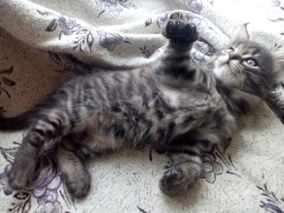 Лот: 7466642. Фото: 1. Кошечка, метис бенгальской кошки... Кошки, котята
