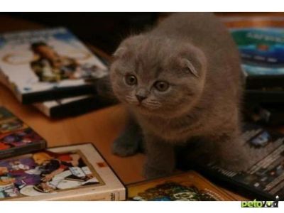 Лот: 4132770. Фото: 1. Британские вислоухие котята. Кошки, котята