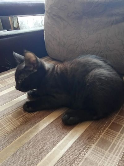 Лот: 23302790. Фото: 1. котята отдам. Кошки, котята