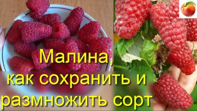 Лот: 17965704. Фото: 1. малина с очень крупной и вкусной... Ягоды