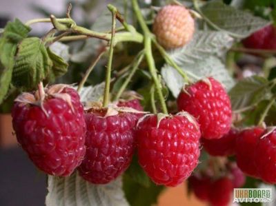 Лот: 7981796. Фото: 1. куст малины. Другое (семена, рассада, садовые растения)