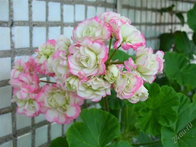 Лот: 1444234. Фото: 1. Пеларгония Appleblossom Rosebud. Горшечные растения и комнатные цветы