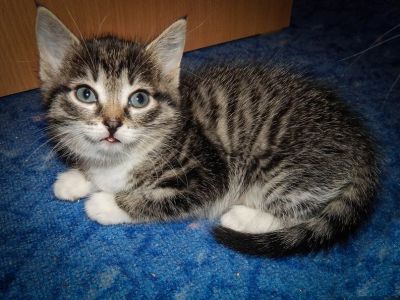 Лот: 4779939. Фото: 1. Котятки ищут милый дом. Кошки, котята