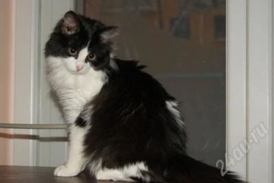 Лот: 734226. Фото: 1. Котик ждет добрых хозяев. Остальные животные