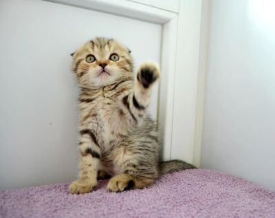 Лот: 6140794. Фото: 1. Полосатое чудо кошечка. Кошки, котята