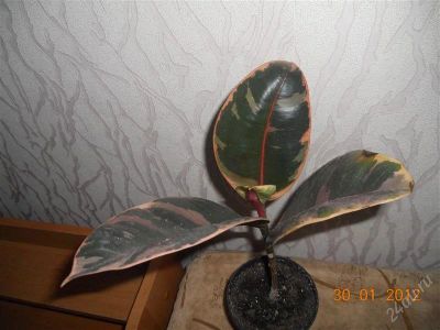 Лот: 1521457. Фото: 1. Фикус Белиз. Горшечные растения и комнатные цветы