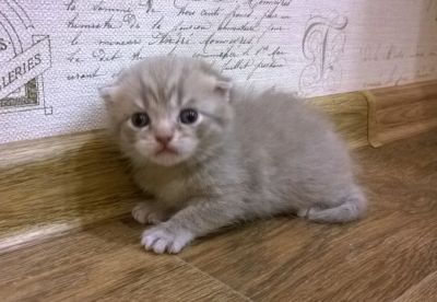 Лот: 12823636. Фото: 1. Котята шотладские вислоухие. Кошки, котята