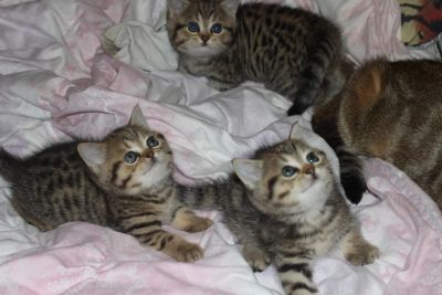 Лот: 4577551. Фото: 1. Британские пятнистые котята с... Кошки, котята