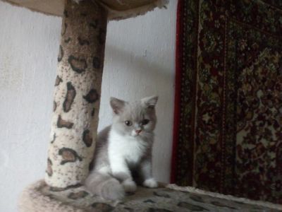 Лот: 10523751. Фото: 1. Британские котята с родословной. Кошки, котята