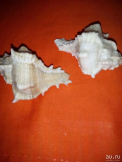 Лот: 10374365. Фото: 1. 2 ракушки из Андаманского моря. Минералы и окаменелости