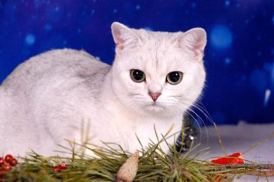 Лот: 4140121. Фото: 1. Предлагается к продаже за символическую... Кошки, котята