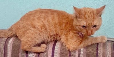 Лот: 22153898. Фото: 1. Рыжий котофей в добрые руки. Кошки, котята