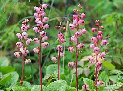 Лот: 9743904. Фото: 1. Грушанка круглолистная (Pyrola... Садовые цветы