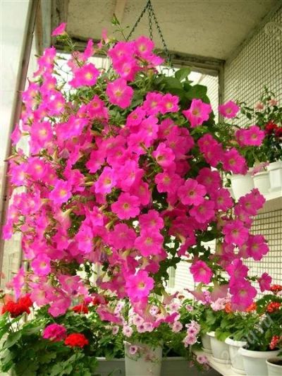 Лот: 2712979. Фото: 1. Петуния - Opera Pink Morn - для... Горшечные растения и комнатные цветы
