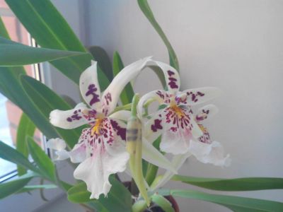 Лот: 7981849. Фото: 1. Орхидея Beallara. Горшечные растения и комнатные цветы
