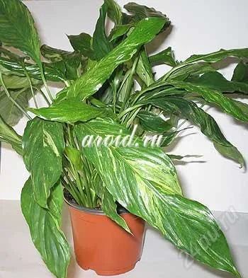 Лот: 2850842. Фото: 1. Спатифиллум Гайти (Spathiphyllum... Горшечные растения и комнатные цветы