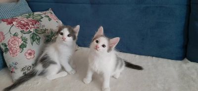 Лот: 18022232. Фото: 1. отдам котят. Кошки, котята