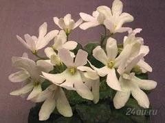 Лот: 2651529. Фото: 1. Фиалка Lunar Lily White - детка. Горшечные растения и комнатные цветы