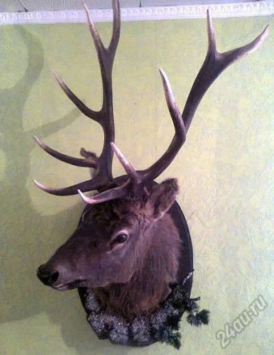 Лот: 5621485. Фото: 1. Чучело головы оленя (марала). Другое (охота)