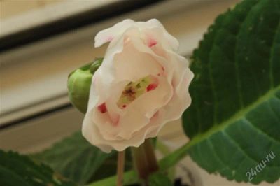 Лот: 2912775. Фото: 1. Глоксиния8 (цветущее растение). Горшечные растения и комнатные цветы