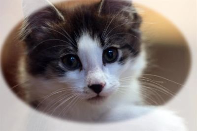 Лот: 3456835. Фото: 1. Подарим славного котенка. Кошки, котята